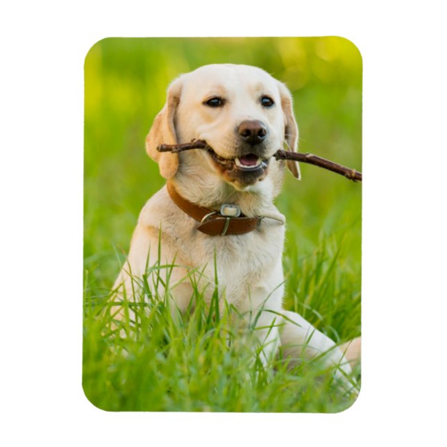 Yellow Labrador Plays Fetch With Stick Magnet (Vertical)