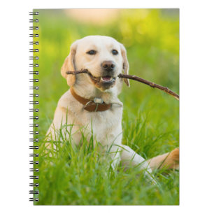 Yellow Labrador Plays Fetch With Stick Notebook