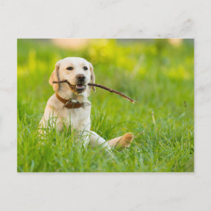 Yellow Labrador Plays Fetch With Stick Postcard