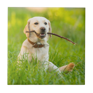 Yellow Labrador Plays Fetch With Stick Tile