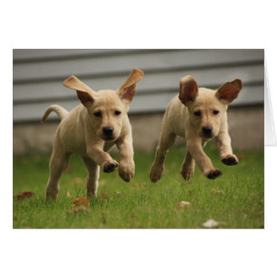 Yellow Labrador Puppies Running