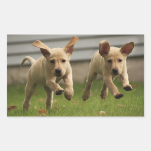 Yellow Labrador Puppies Running Sticker