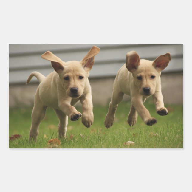 Yellow Labrador Puppies Running Sticker (Front)