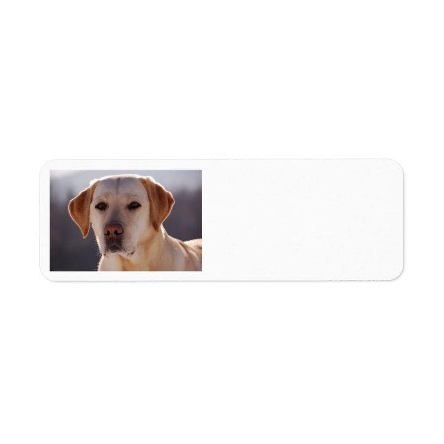 yellow labrador retriever (Front)