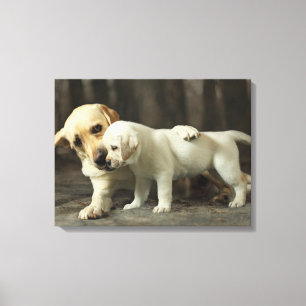 Yellow Labrador Retriever Canvas Print