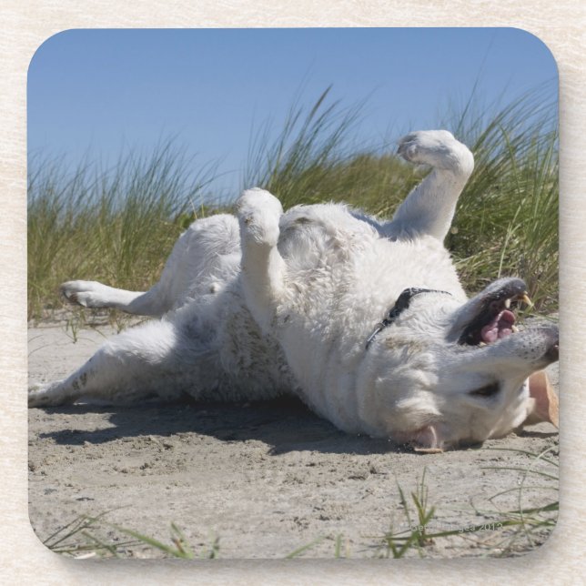 Yellow Labrador Retriever Coaster (Front)