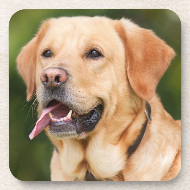 Yellow Labrador Retriever Dog - Lab Coaster (Front)
