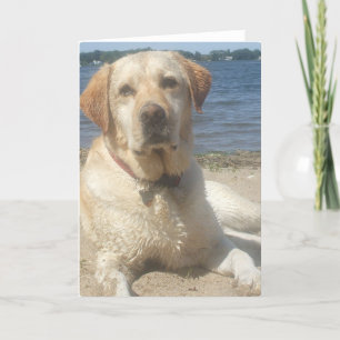 Yellow Labrador Retriever Greeting Card