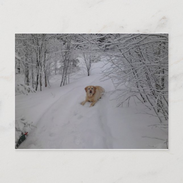 Yellow Labrador Retriever Lying in Fresh Winter Sn Postcard (Front)