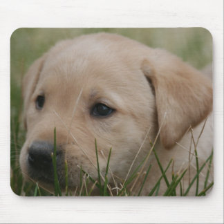 Yellow Labrador Retriever mouse pad