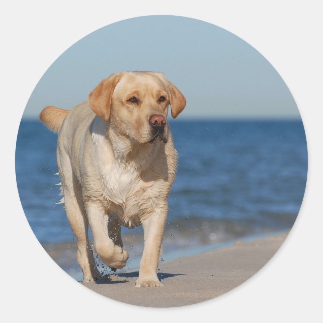 Yellow labrador retriever on the beach classic round sticker (Front)