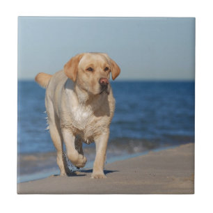 Yellow labrador retriever on the beach tile
