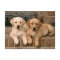 Yellow Labrador Retriever