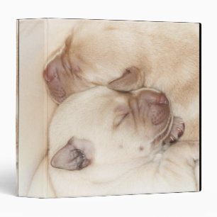 Yellow Labrador Retriever puppies, 10 days old Binder