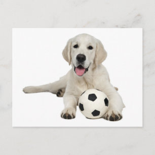 Yellow Labrador Retriever Puppy Dog Postcard