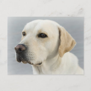 Yellow Labrador Retriever Puppy Dog Postcard