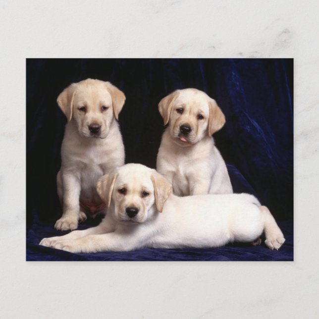 Yellow Labrador Retriever Puppy Dog Postcard (Front)