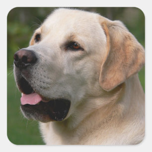 Yellow Labrador Retriever Puppy Dog Sticker / Seal