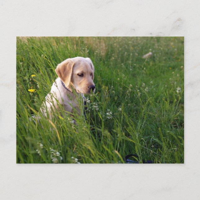 Yellow Labrador Retriever Puppy in Tall Grass Postcard (Front)