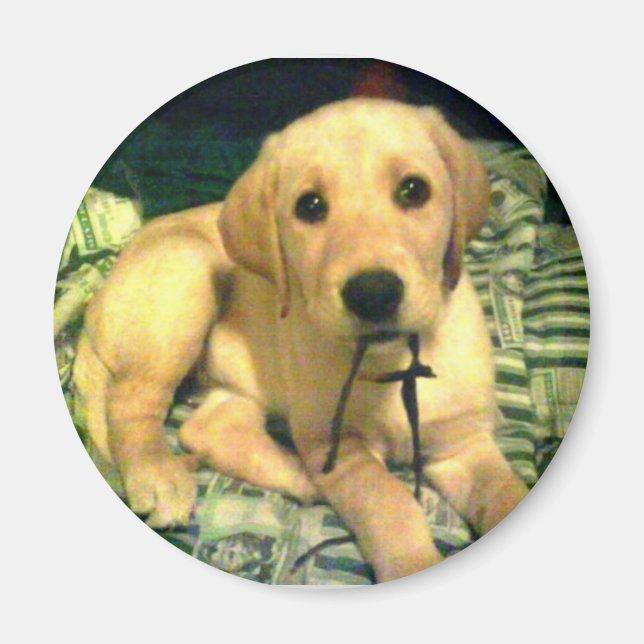 yellow labrador retriever puppy magnet (Front)