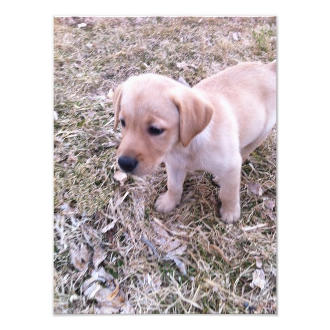 Yellow Labrador Retriever Puppy Photo Print (Front)