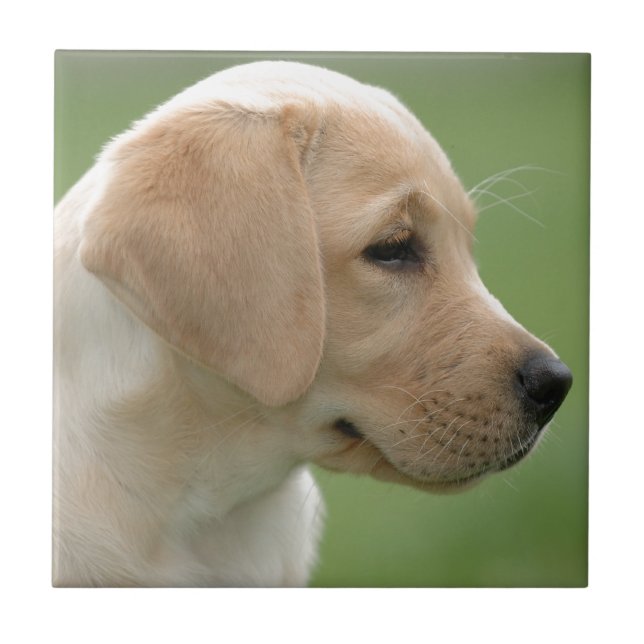 Yellow labrador retriever puppy tile (Front)