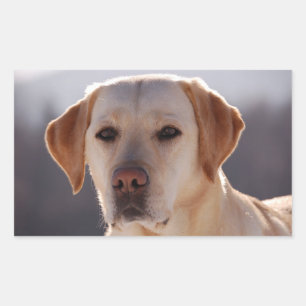 Yellow Labrador Retriever Sticker