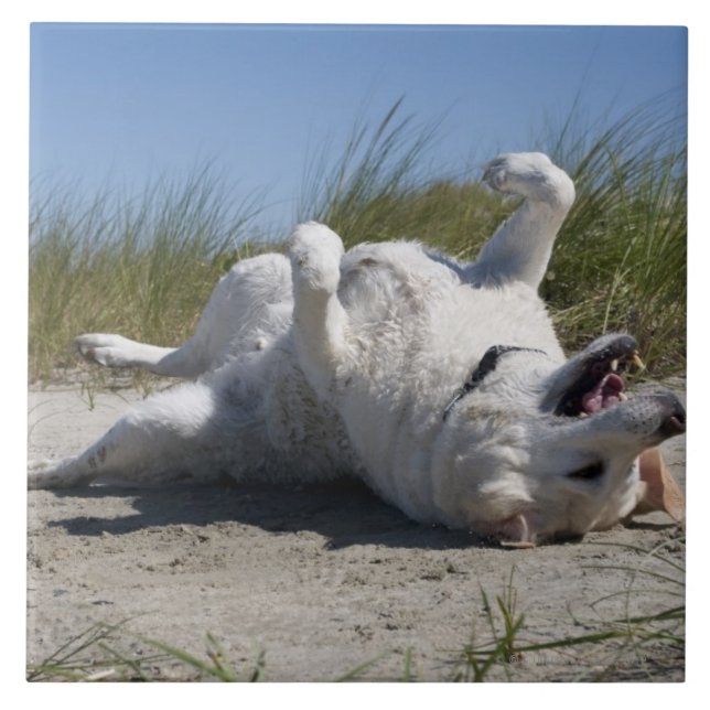 Yellow Labrador Retriever Tile (Front)
