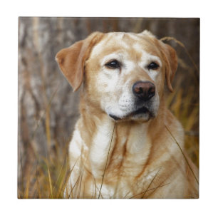 yellow labrador retriever tile