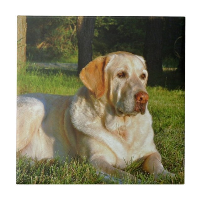 Yellow Labrador Retriever Tile (Front)