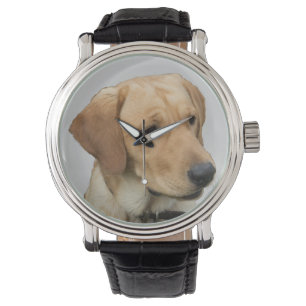 Yellow Labrador Retriever Watch