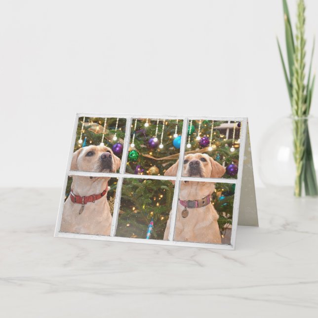 Yellow Labrador Retrievers in Christmas window Card (Front)