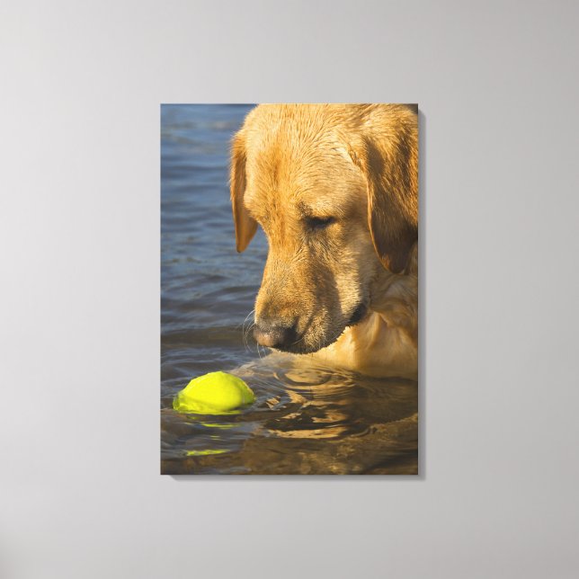 Yellow labrador with a tennis ball in the water canvas print (Front)