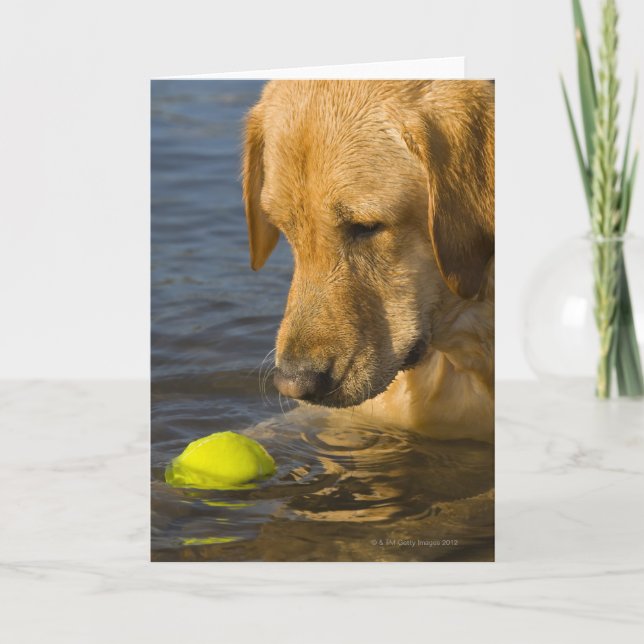 Yellow labrador with a tennis ball in the water card (Front)