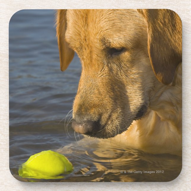 Yellow labrador with a tennis ball in the water coaster (Front)