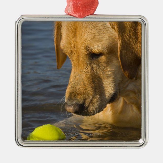 Yellow labrador with a tennis ball in the water metal ornament (Front)