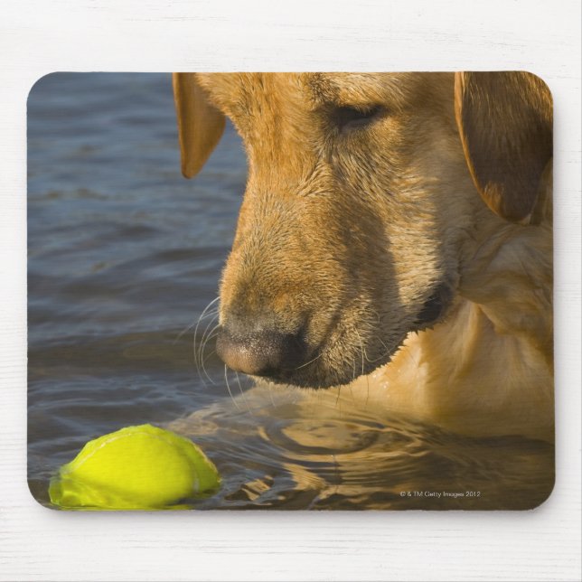 Yellow labrador with a tennis ball in the water mouse pad (Front)