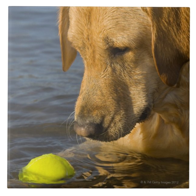 Yellow labrador with a tennis ball in the water tile (Front)