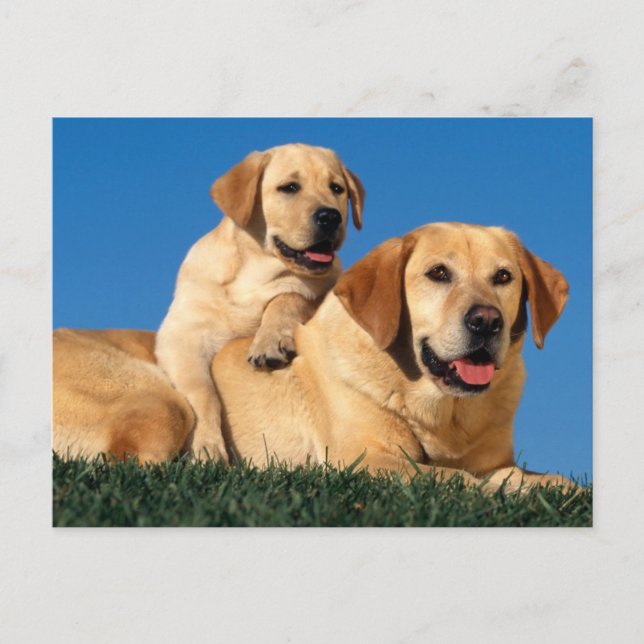 Yellow Labradors Postcard (Front)