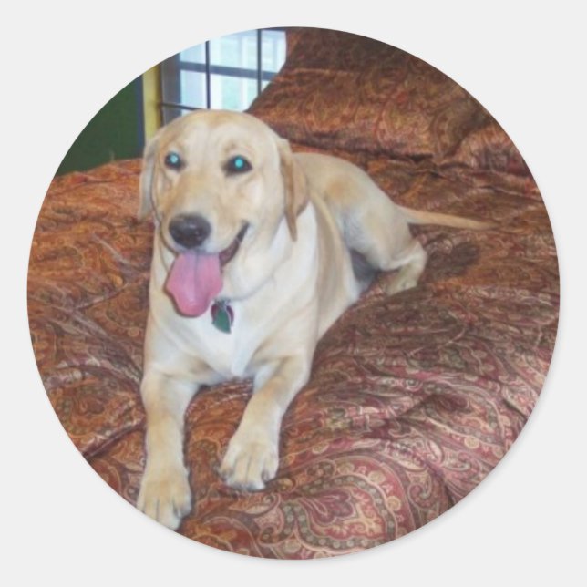 YELLOW LABS CLASSIC ROUND STICKER (Front)