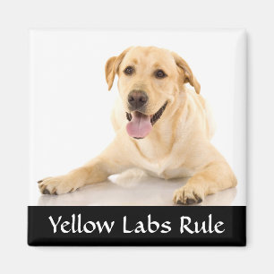 Yellow Labs Rule "Labrador Retreiver"  Magnet