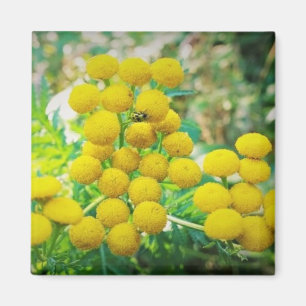 Yellow Lady Bug on Tansy Flowers Magnet