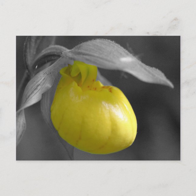 Yellow Lady Slipper Black White Floral Postcard (Front)