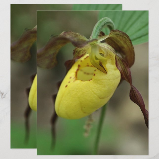 Yellow Lady Slipper Orchid Flower Scrapbook Paper  (Front/Back)
