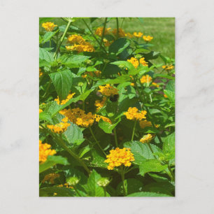 Yellow Lantana Blooms and Pollinator Postcard