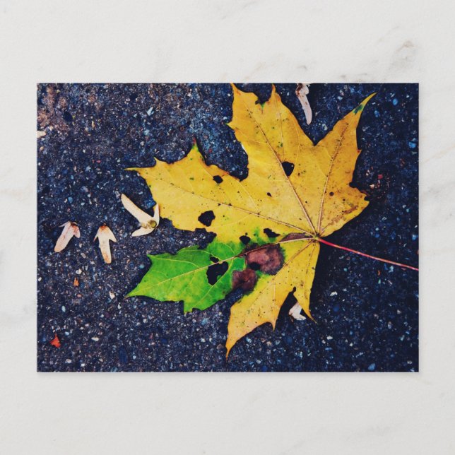 Yellow leaf postcard (Front)