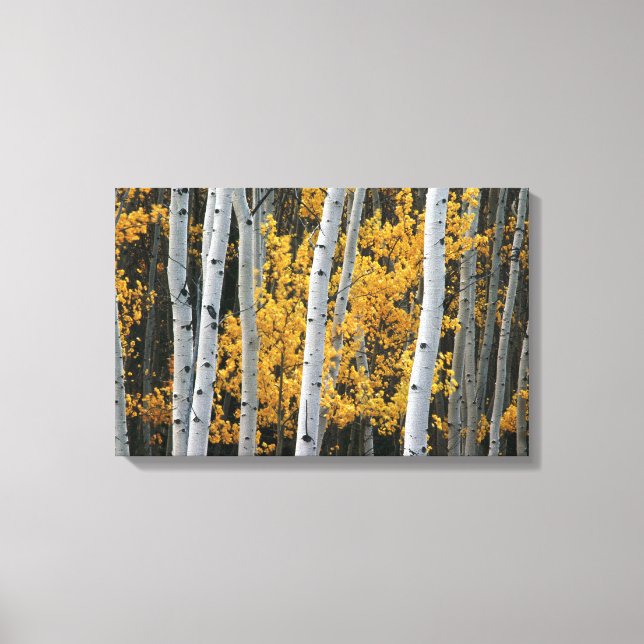 Yellow Leaves and White Tree Trunks Canvas Print (Front)