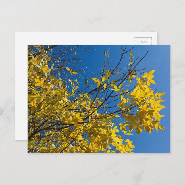Yellow Leaves on Fall Ash Tree with Blue Sky Photo Postcard (Front/Back)