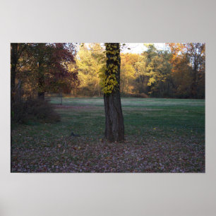 Yellow Leaves on Tree Poster