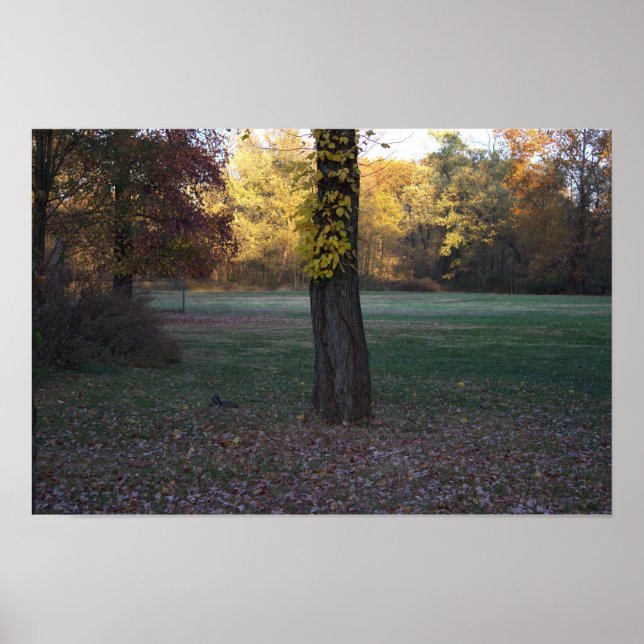 Yellow Leaves on Tree Poster (Front)